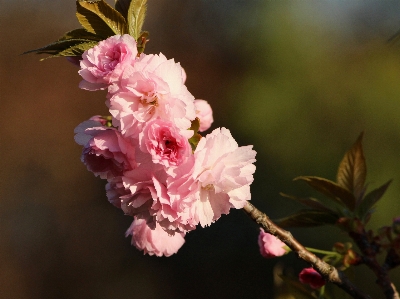 Nature branch blossom plant Photo