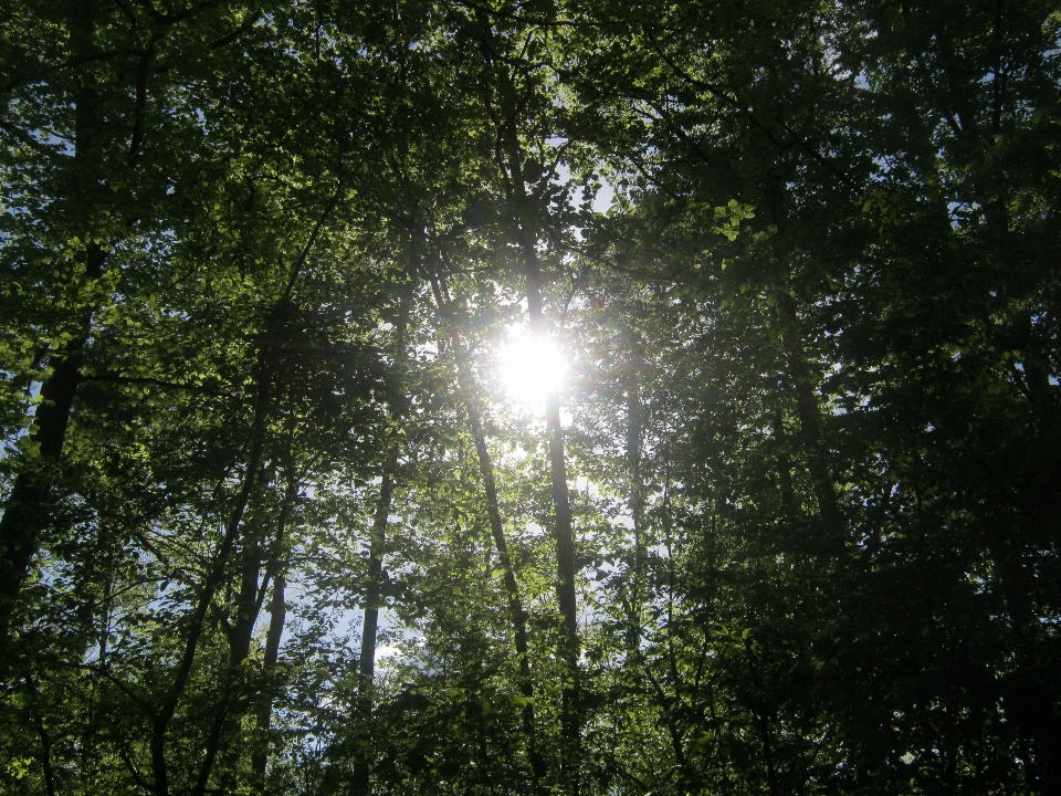 Pohon alam hutan rumput