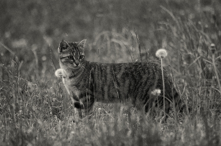 Foto Alam rumput hitam dan putih
 bidang