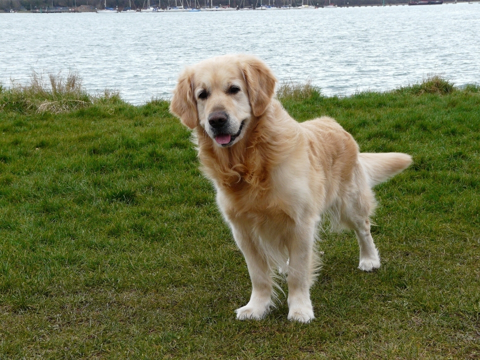 Perro animal canino
 mascota