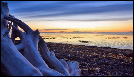 Foto Pantai kayu apung
 laut pesisir