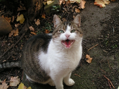 Photo Animal de compagnie chaton chat félin