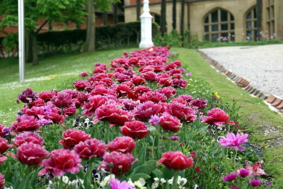 Natur anlage rasen blume