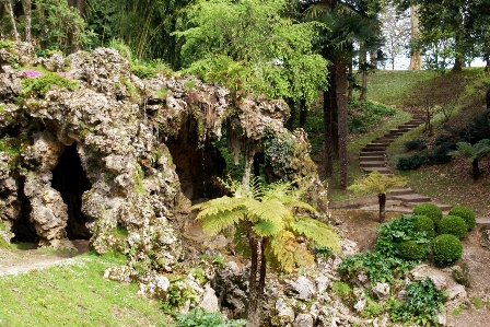 木 自然 rock 花 写真