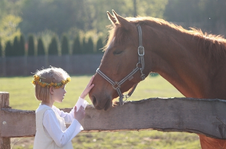 Horse mammal stallion mane Photo