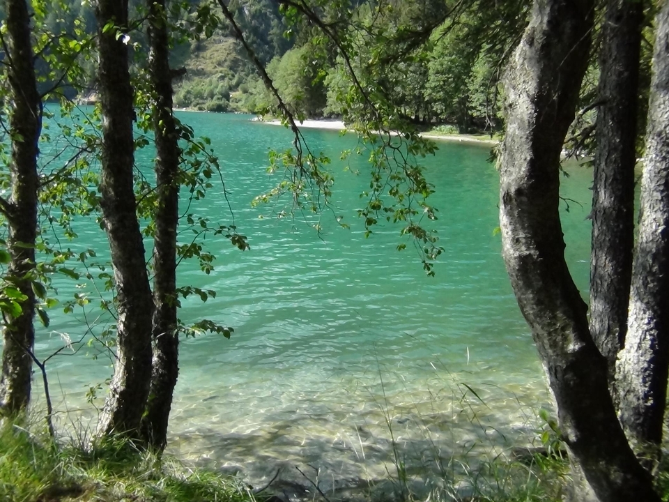 Baum wasser natur wald