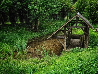 Nature forest grass creek Photo