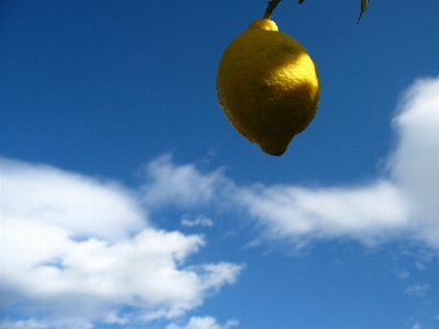 Nature cloud sky fruit Photo