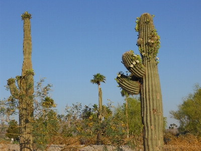 Foto Paisagem árvore cacto
 plantar