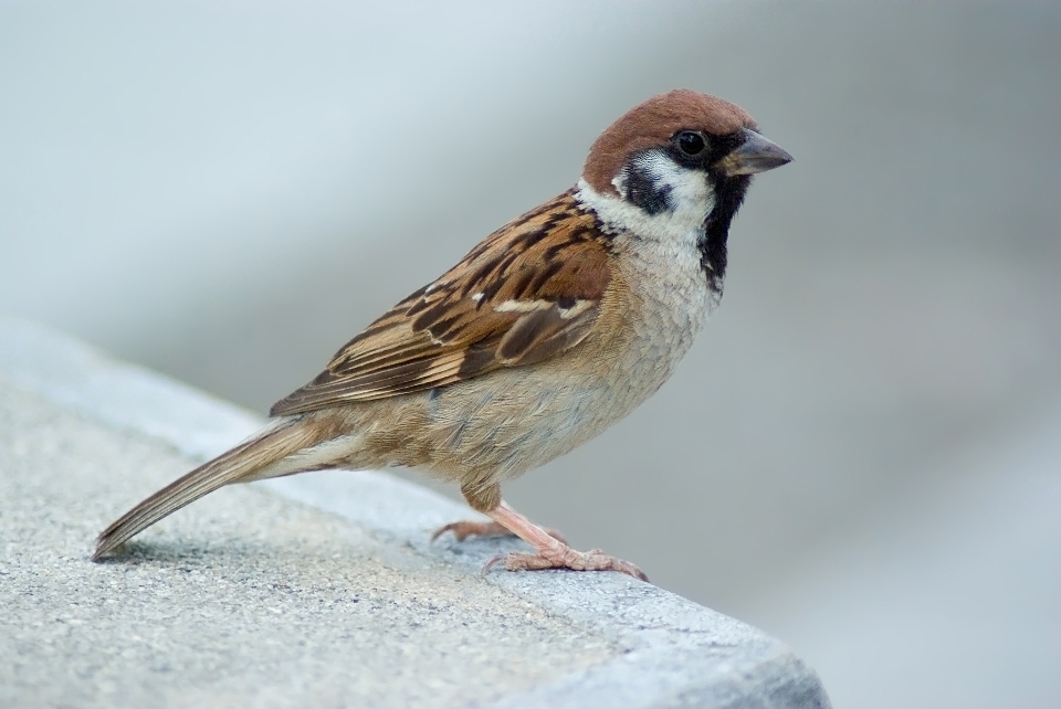 Natur vogel tierwelt schnabel