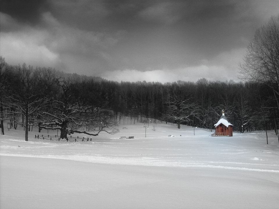 Landschaft baum natur wald