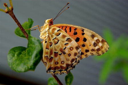 Natur blatt blume sommer Foto