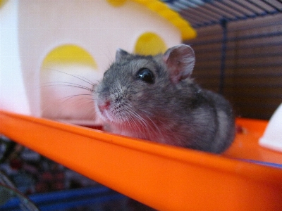 Mouse animal cute pet Photo