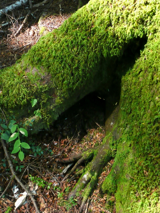 árbol naturaleza bosque césped