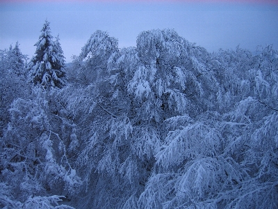 Tree nature forest wilderness Photo