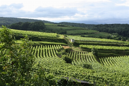 Foto Paesaggio vine vigneti vino