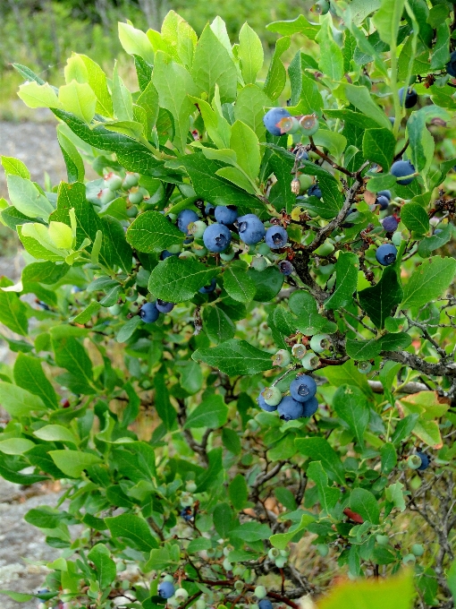 Tree branch blossom plant