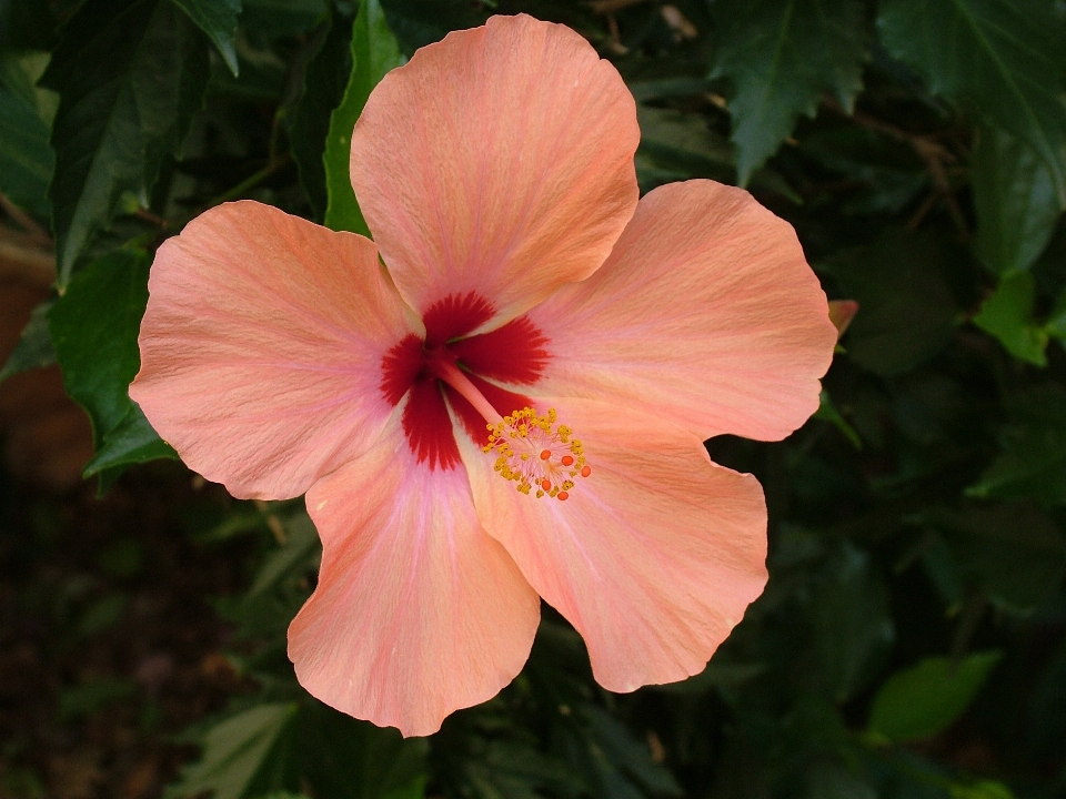 Blossom plant flower petal