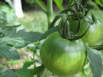 Plant fruit flower meal Photo