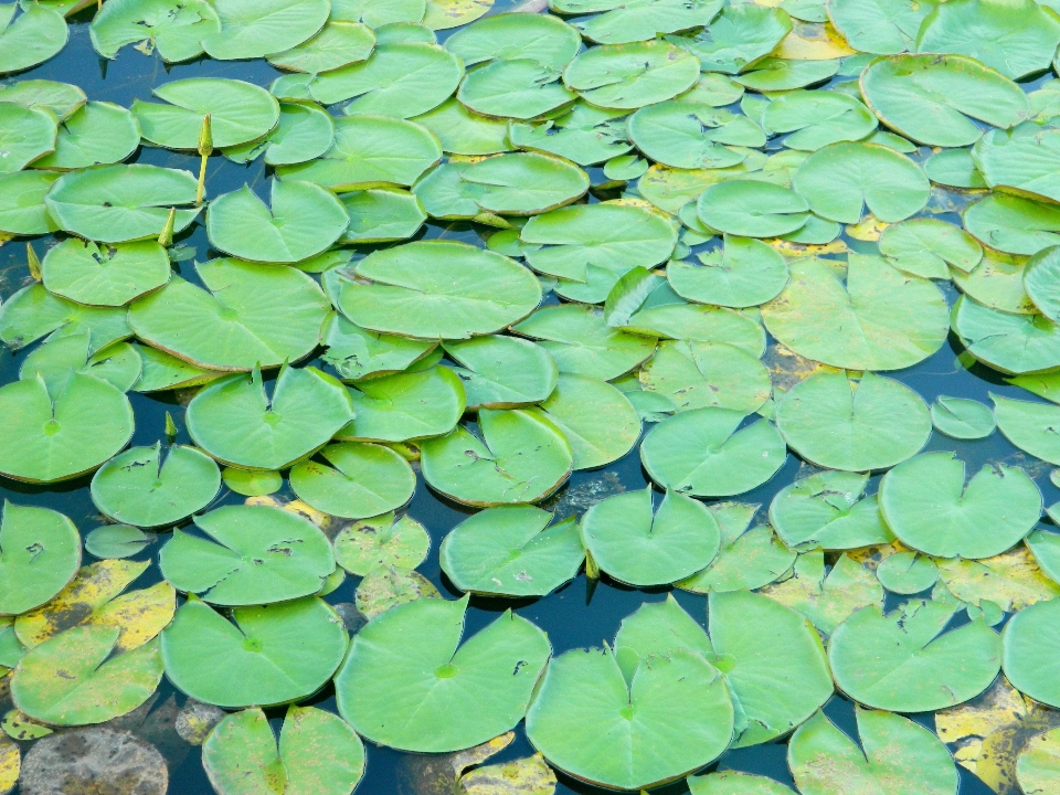 植物 叶子 花 池塘