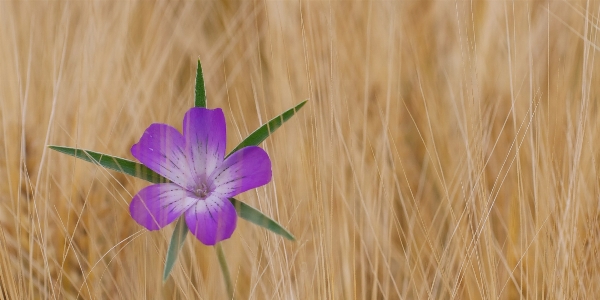 Nature grass blossom plant Photo