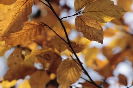 Foto Albero ramo pianta luce del sole