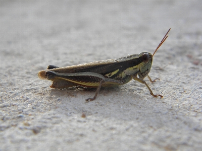 Insect fauna invertebrate cricket Photo