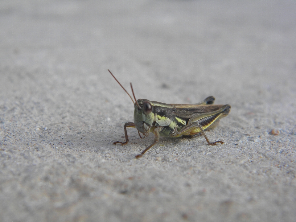 Inseto fauna invertebrado grilo