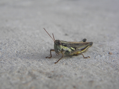 Insect fauna invertebrate cricket Photo