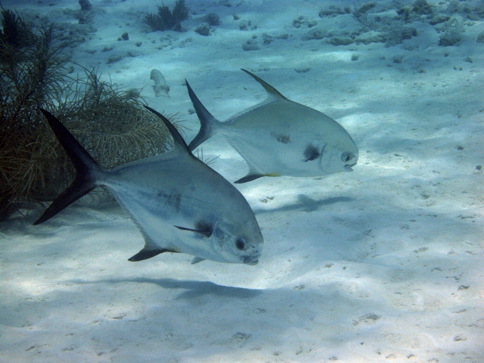 Mar oceano mergulhando animais selvagens