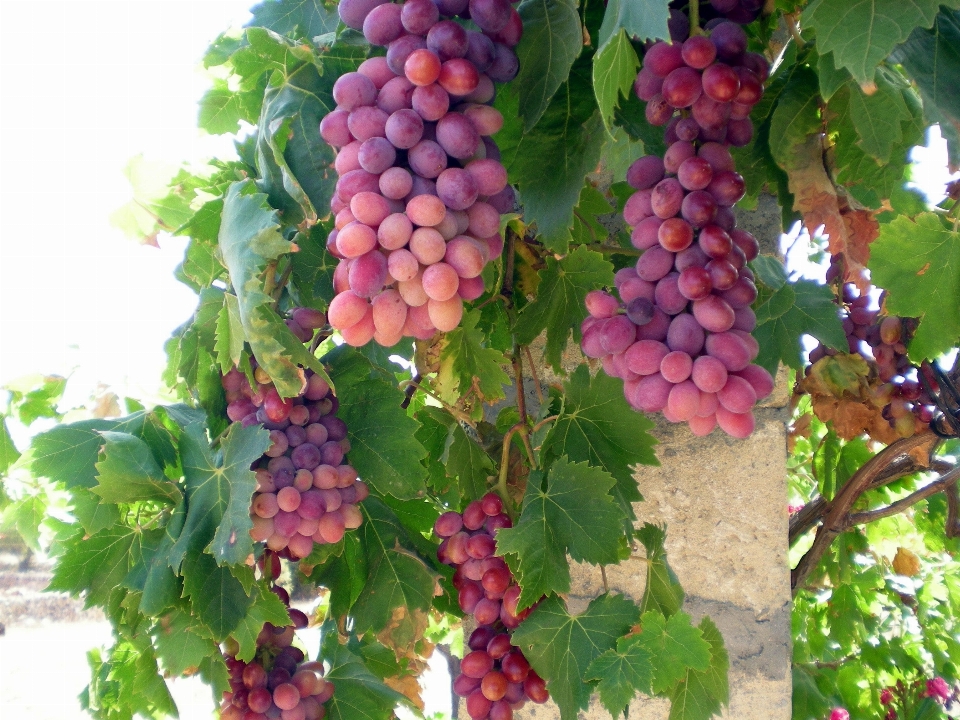 Plant grape vine wine