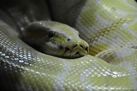 Photo Animal faune vert reptile