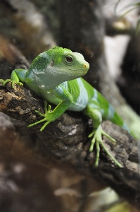 Foto Alam margasatwa hijau katak