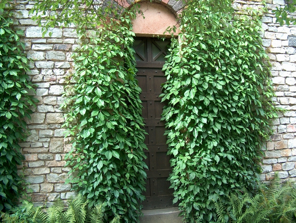 árbol arquitectura planta hoja