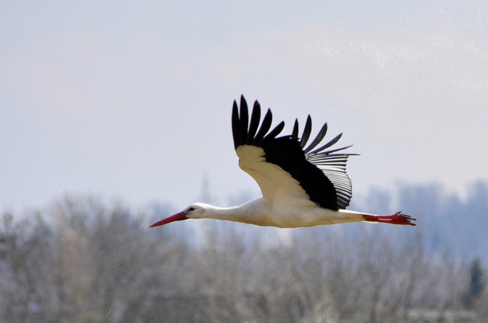 Bird wing fly beak