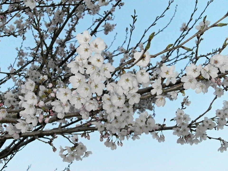 Tree branch blossom winter