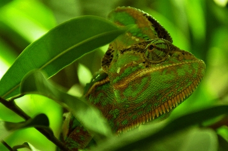 Leaf flower animal green Photo