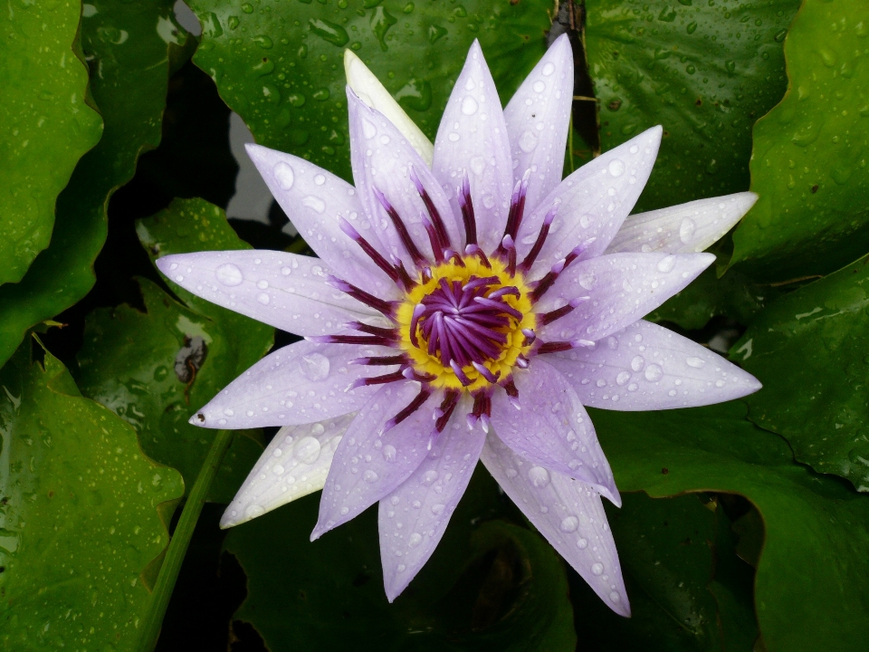 Naturaleza florecer planta flor