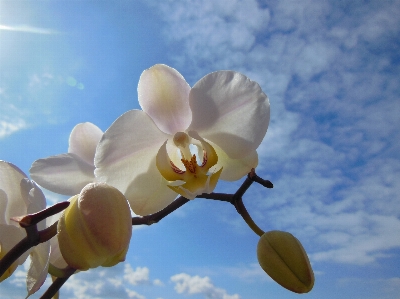 Nature blossom plant sky Photo