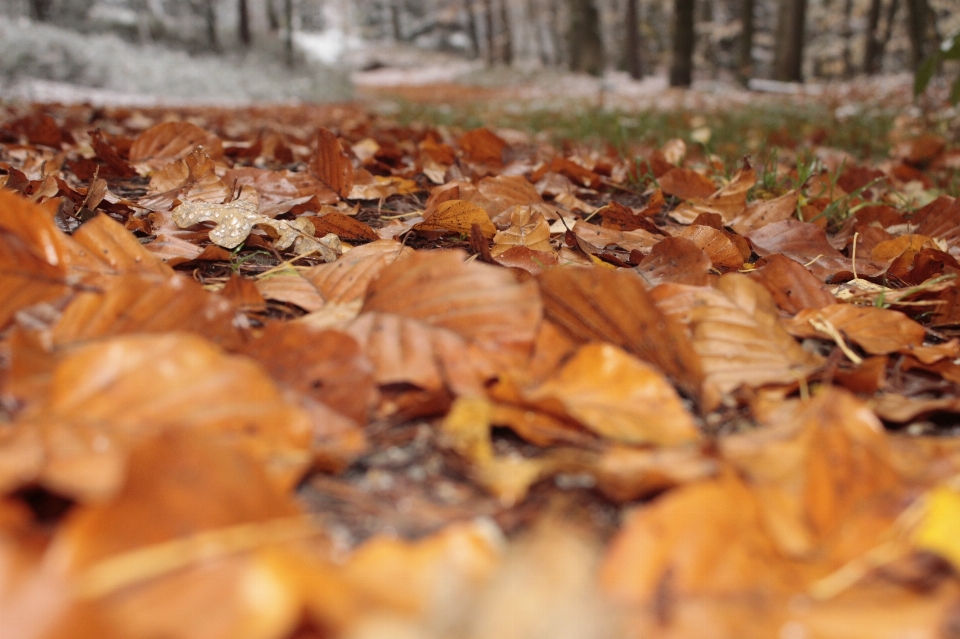 Baum wald holz blatt