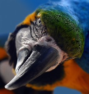 Nature bird wildlife portrait Photo