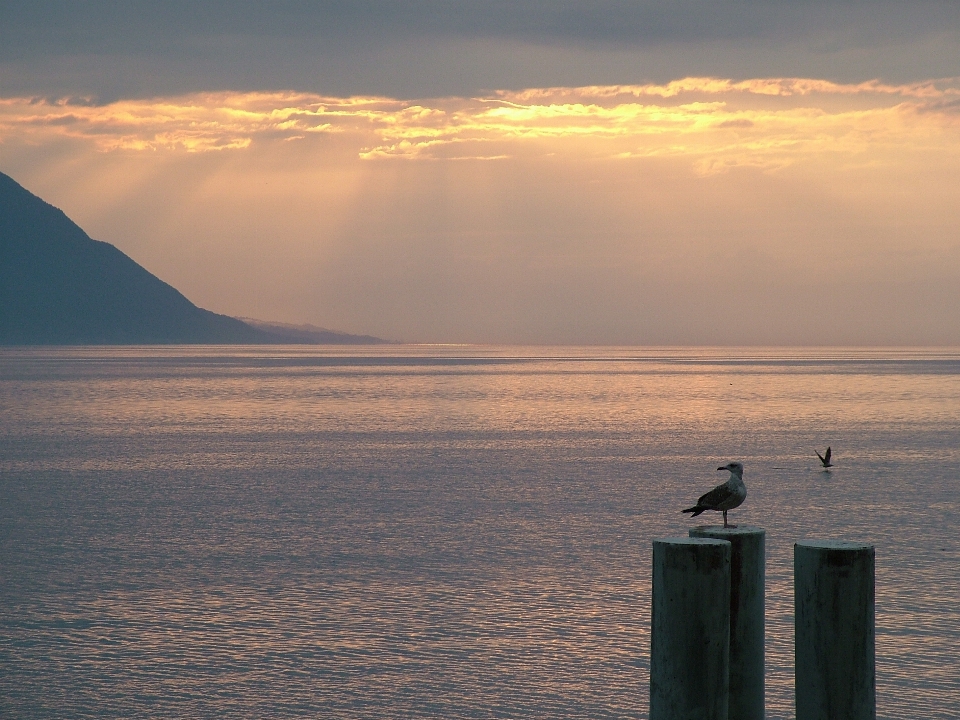 海 海岸 海洋 地平线