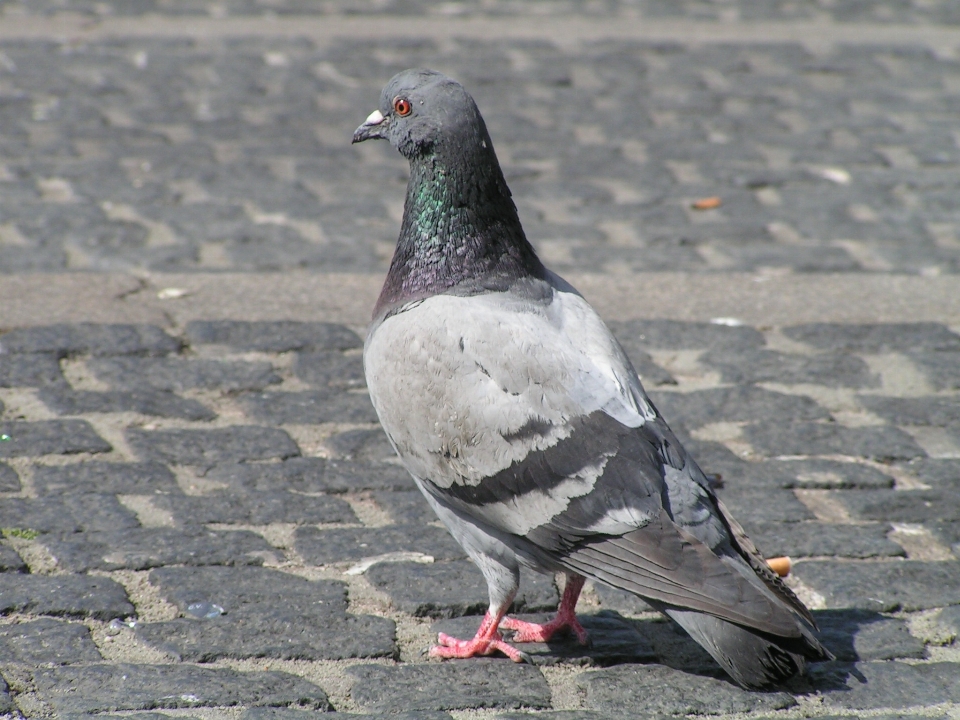 Pájaro ala animal fauna silvestre