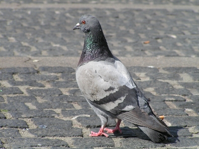 鳥 羽 動物 野生動物 写真