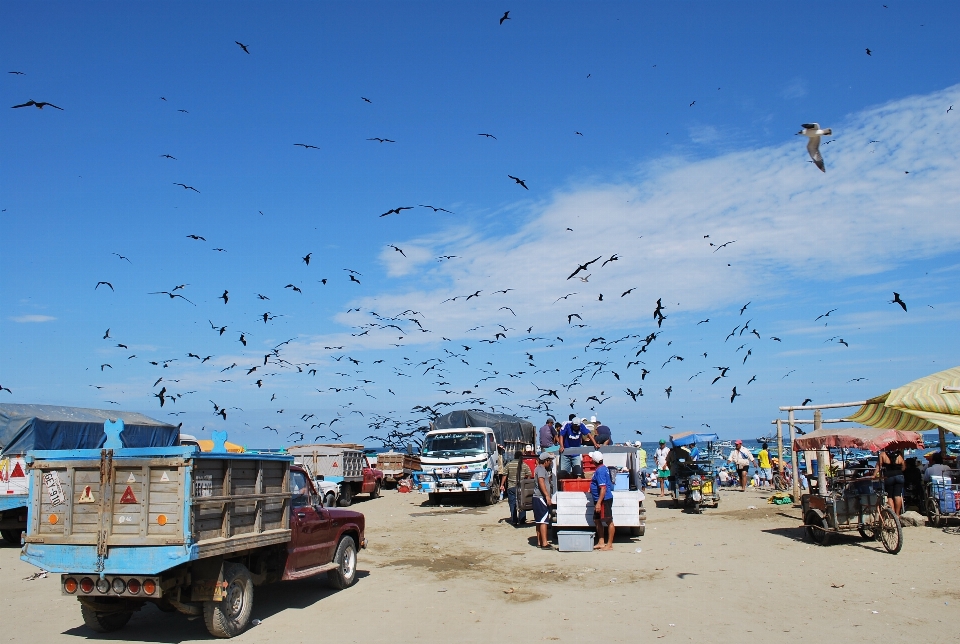 Spiaggia mare acqua uccello