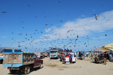 ビーチ 海 水 鳥 写真