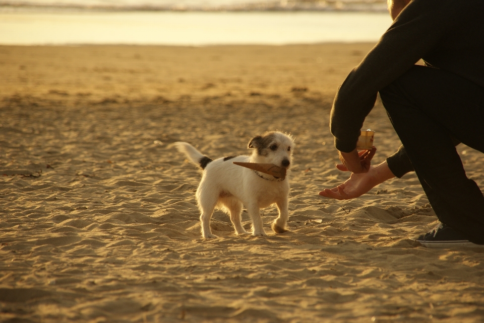 砂 人 太陽 子犬