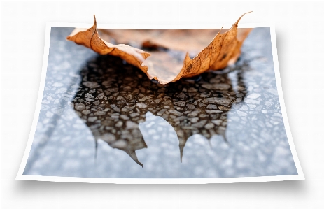 Water rain leaf wet Photo