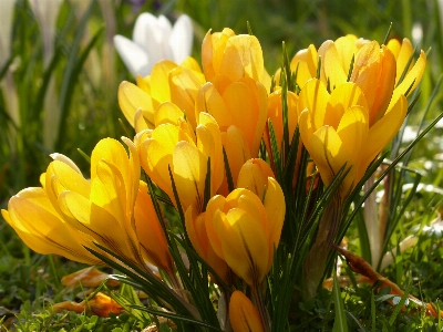 Foto Naturaleza florecer planta blanco