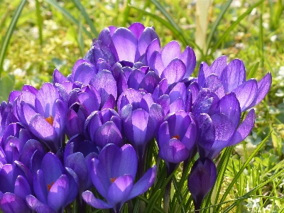 Nature blossom plant flower Photo